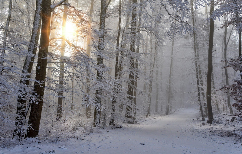 Winter Forest - Soy Candle - 7 oz. net wt.